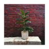 Planta artificial